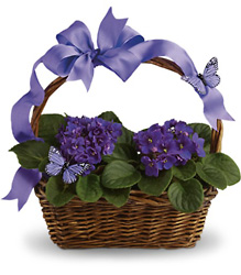 Violets And Butterflies from Brennan's Florist and Fine Gifts in Jersey City